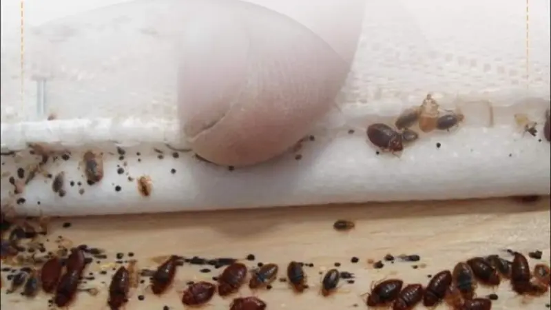 ينتشر بكثافة ومحاولات للسيطرة عليه.. هذه حقيقة البق في فرنسا