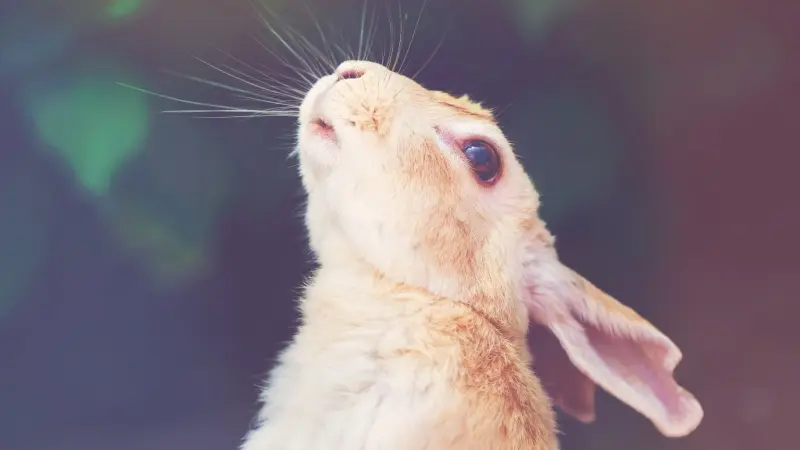 ارتفاع إصابات "حمى الأرنب" لدى البشر.. ما هي؟