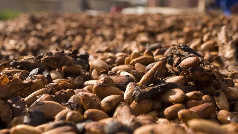 في يوم واحد.. أسعار الكاكاو تهبط في البورصة الأميركية بواقع 1000 دولار للطن
