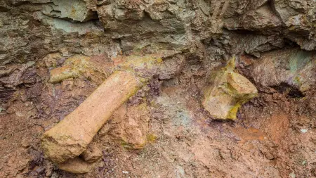 related_news_inside_blogsصور - في البرازيل.. اكتشاف نوع جديد من الديناصورات