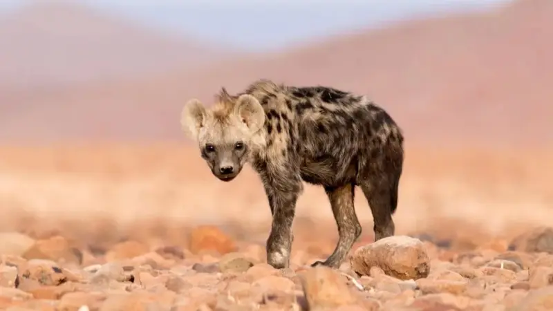 "ظهور حيوان مفترس في مصر بعد اختفائه منذ 5 آلاف سنة