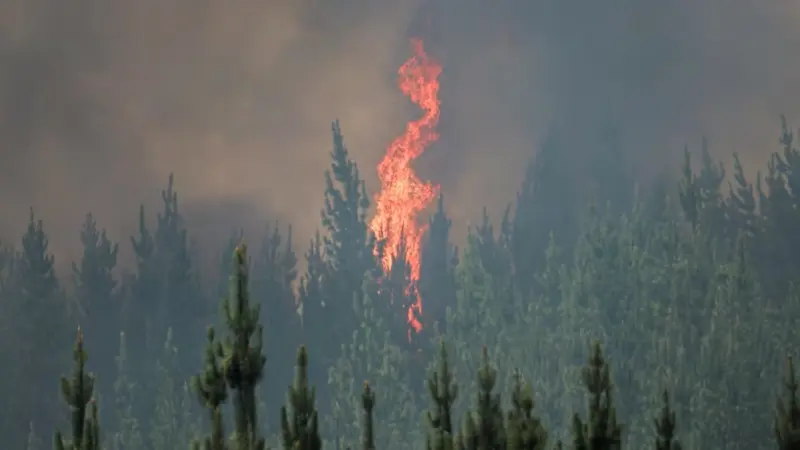 دراسة: دخان حرائق الغابات يزيد خطر الإصابة بالسرطان