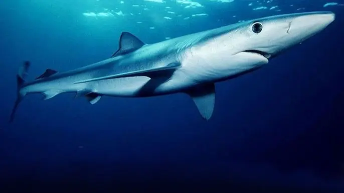 أول دليل علمي على أن أسماك القرش تحدث صوتا