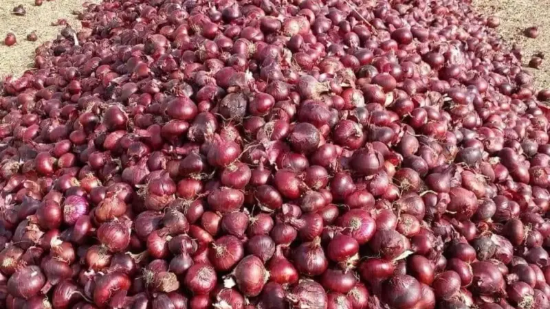 قرار وقف تصدير البصل يُثير جدلا في مصر