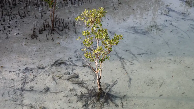 ظاهرة "إل نينيو" وراء ارتفاع قياسي في درجات الحرارة خلال يونيو.. ما هي؟