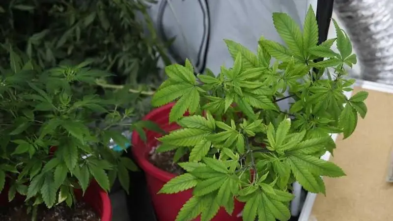 تونسي يحوّل حديقة منزله إلى مزرعة "ماريغوانا"