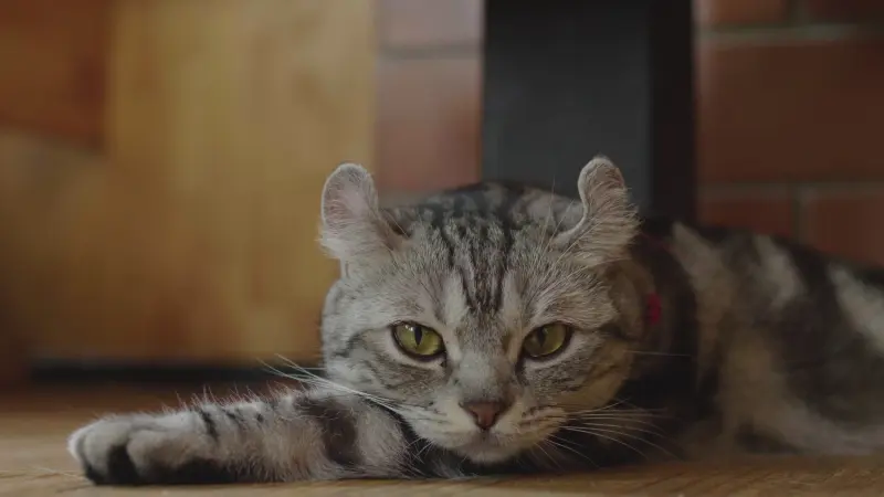 هل القطط تصاب بالزهايمر؟