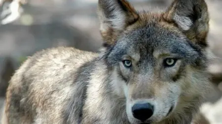 اشتباه بتسميم جماعي لذئاب في متنزه بإيطاليا