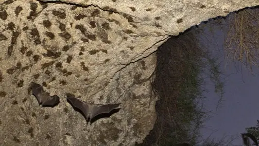 هل رُصد فيروس نيباه في السعودية؟ الصحة تحسم الجدل