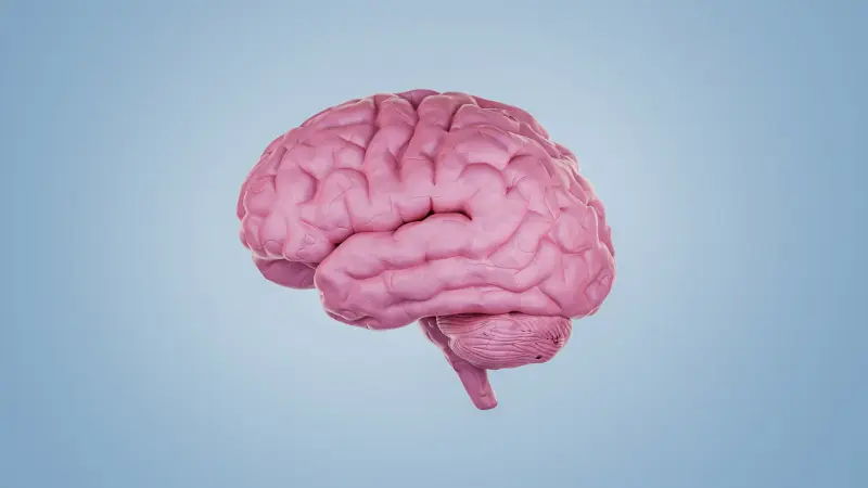 علماء يكتشفون لأول مرة "خلايا خيبة الأمل" في الدماغ