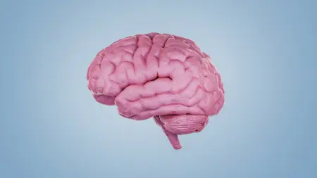 related_news_inside_blogsعلماء يكتشفون لأول مرة "خلايا خيبة الأمل" في الدماغ