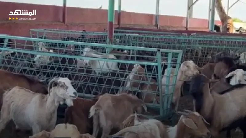 السلطات تمنع بيع أضاحي العيد حفاظا على قطيع الأغنام في المغرب