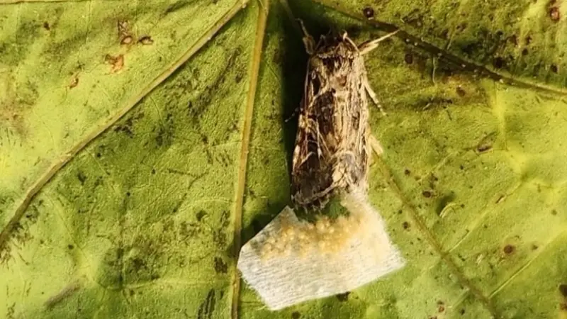 دراسة: النباتات والحشرات تتواصل عبر الصوت