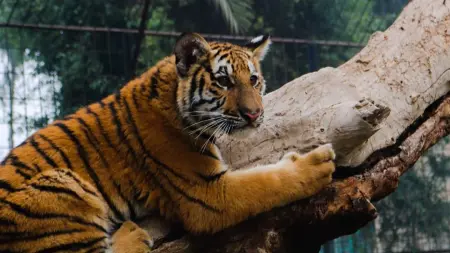 related_news_inside_blogsحادثة متنزه الزوراء.. نمر يهاجم طفلًا خلال عطلة العيد في بغداد