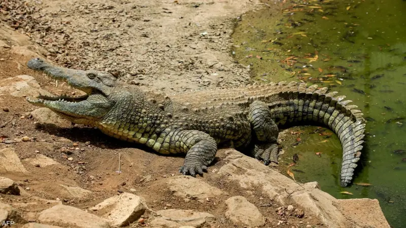 تطورات جديدة بشأن "تمساح الشرقية".. مقعد خاص على طائرة