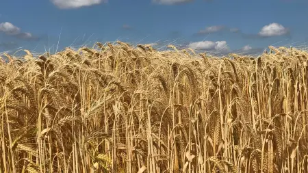 أول شحنة قمح روسية لإيران عبر بحر قزوين منذ سنوات