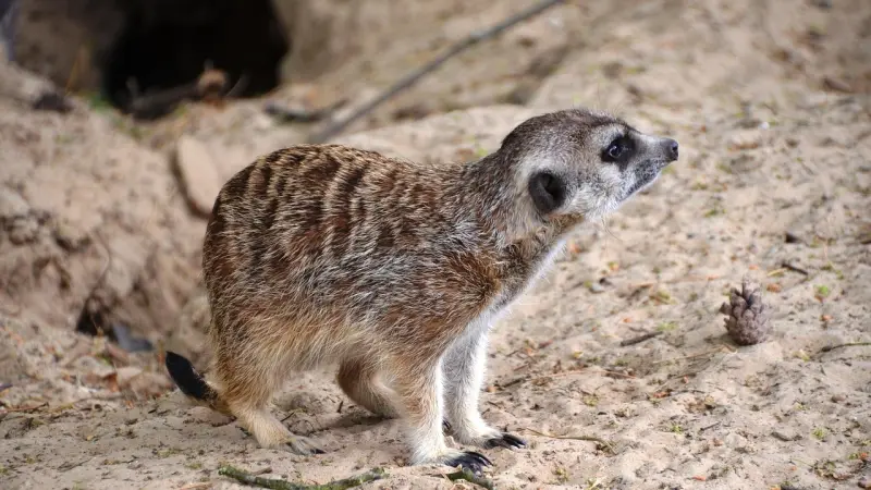 ظهور حيوان النمس في باردو يثير الجدل وسط طمأنة المسؤولين