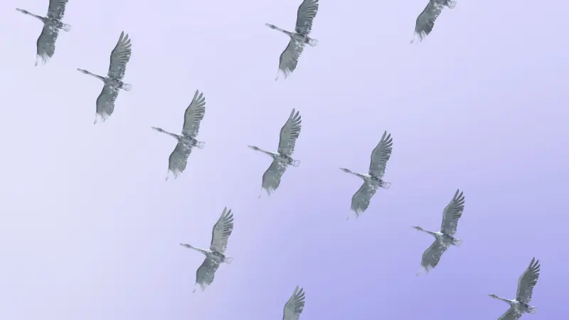 كان منقرضا.. نوع نادر من الطيور يعاود الظهور مجددا