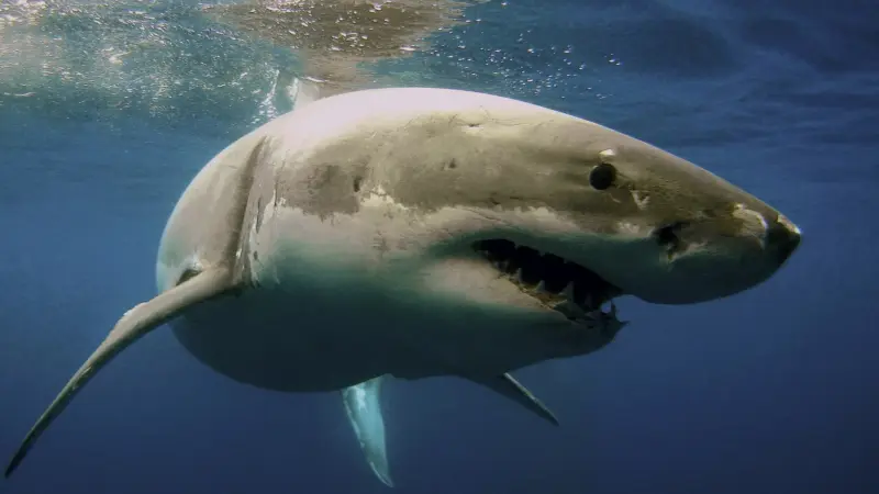 فيديو - رعب على الساحل الإسرائيلي.. سباحة بجوار قرش ضخم