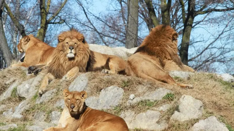 هجوم مروع يهز أستراليا.. أسد يفترس ذراع امرأة في حديقة حيوانات