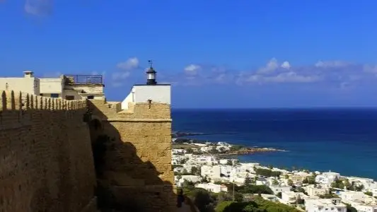 فيديو - كلاب سائبة تهاجم امرأة بإحدى الشواطئ في تونس