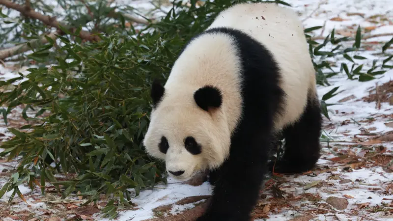 جنون الباندا.. "هوا هوا" تأسر قلوب ملايين الصينيين