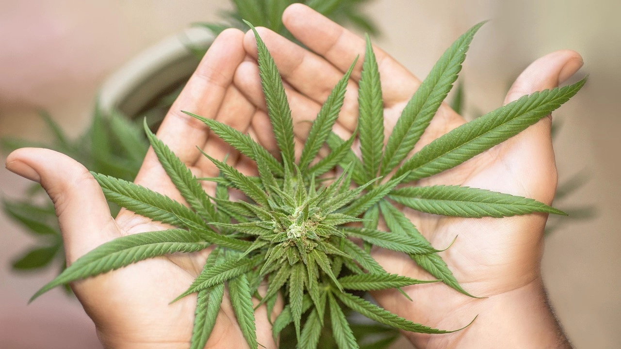 القنب وعلاج الآلام.. فائدة محدودة وآثار جانبية واضحة 