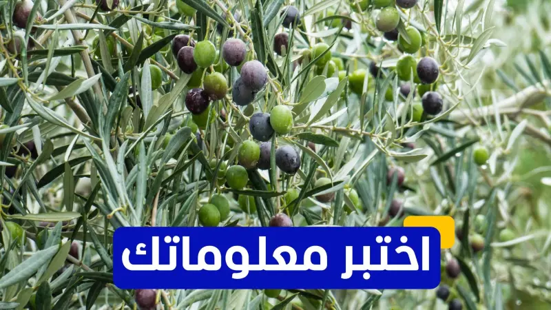 اختبر معلوماتك - أين تقع أقدم شجرة زيتون في العالم وتزال تثمر؟