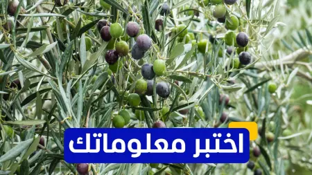 related_news_inside_blogsاختبر معلوماتك - أين تقع أقدم شجرة زيتون في العالم وتزال تثمر؟