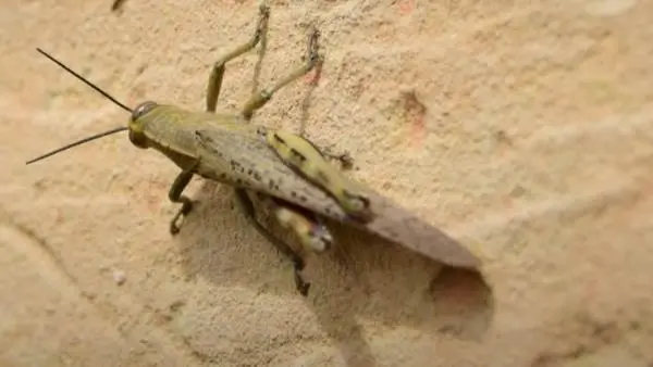 ما حقيقة انتشار الجراد في سيناء؟