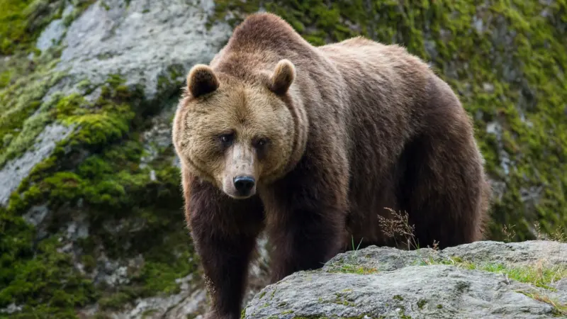 دب بني يمزق رجلا أمام صغاره ويتركه بين الحياة والموت