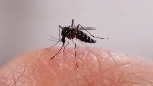 البعوضة في إفريقيا لديها مقاومة جينية لجميع المواد الكيميائية المستخدمة حاليًا البعوضة في إفريقيا لديها مقاومة جينية لجميع المواد الكيميائية المستخدمة حاليًا