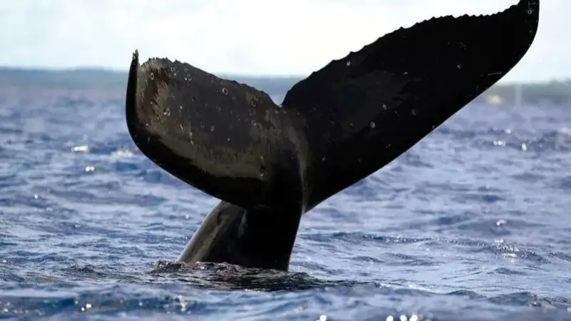 فيديو - حوت يبتلع رجلاً.. كُتب له عمر جديد