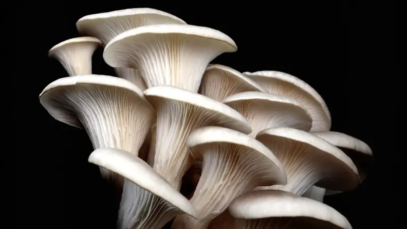 تقرير: أجهزة الكمبيوتر المستقبلية قد تطور ذاكرتها من الفطر