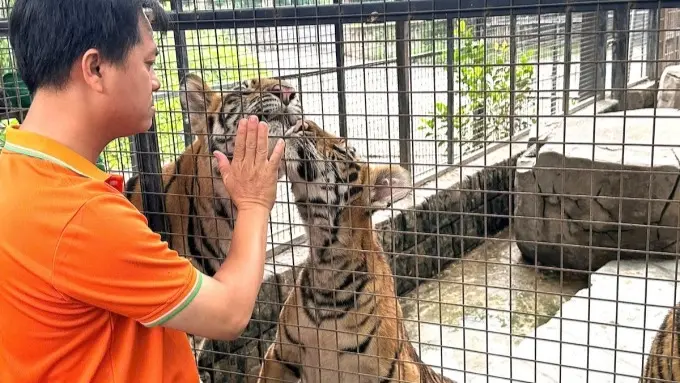 نفوق 47 نمرا في حدائق حيوانات فيتنامية بسبب إنفلونزا الطيور