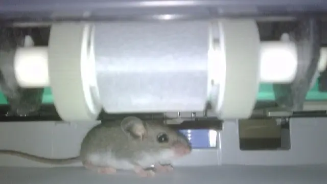 فأر يعطّل عمل دائرة جوازات في أربيل.. ما القصة؟