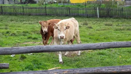 related_news_inside_blogsموجات الحر تهدّد الثروة الحيوانية في أوروبا