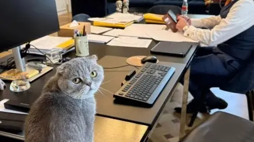 بعد لاري.. من هو القطّ الجديد نجم مواقع التواصل الاجتماعي؟