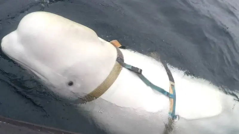 الحوت الروسي الجاسوس.. ما قصة "هفالديمير" الذي نفق بالمياه النرويجية؟