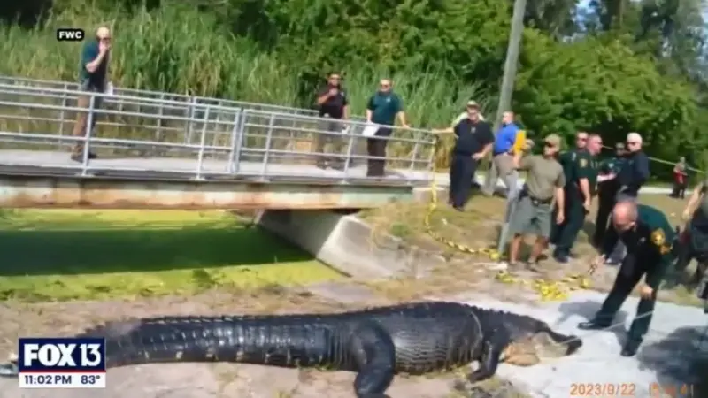 فيديو - ابتلع امرأة.. قتل تمساح بطول 14 قدما لاستخراج الجثة