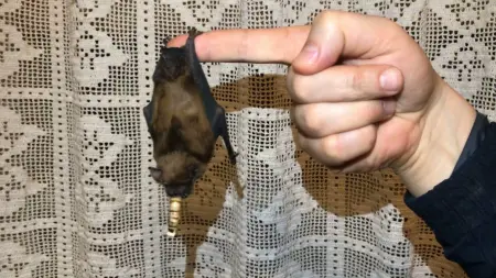 related_news_inside_blogsمرض غامض ينتشر في بنغلاديش.. والأنظار على الخفافيش