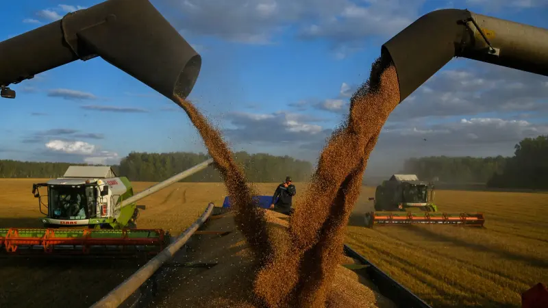 مركز الحبوب الروسية في مصر.. هل يحلّ أزمة الغذاء؟