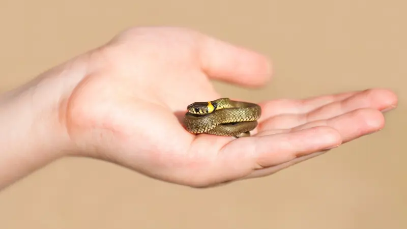 بعد ارتفاع الحوادث.. كيف يجب التعامل مع لدغة الأفعى؟