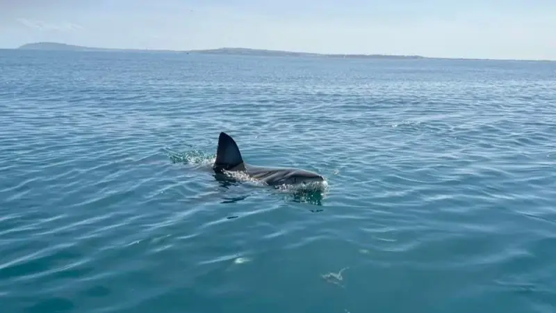 قرش أبيض يظهر على سواحل تونس.. ما القصة؟