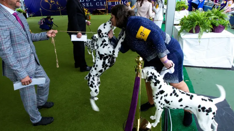 دراسة: بعض الكلاب تستطيع الاستماع للمحادثات وتعلم الكلمات