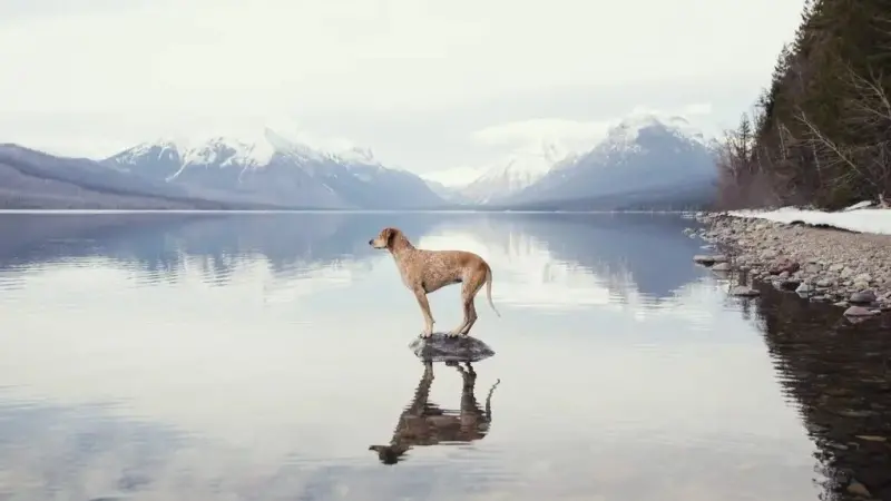 نجمة مواقع التواصل.. وفاة الكلبة الشهيرة "مادي"