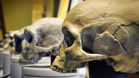 related_news_inside_blogsإنسان سنجة في السودان.. تاريخ جديد للبشرية