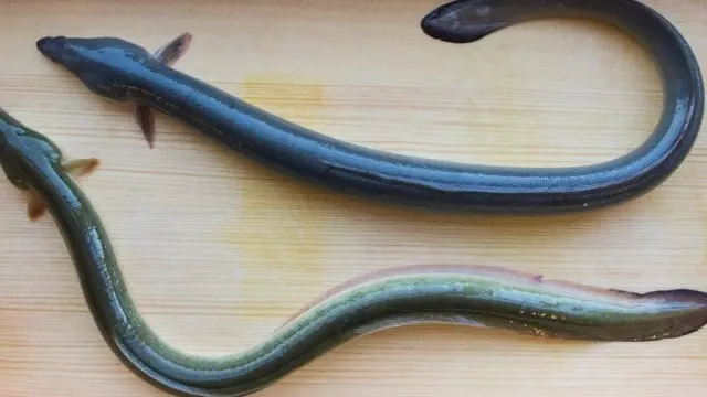 ثعبان بحر مشوي يقتل امرأة ويسمّم المئات في اليابان