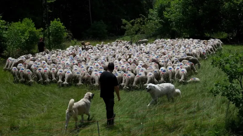 ما هو مرض اللسان الأزرق الذي أعلنت فرنسا انتشاره على حدودها؟