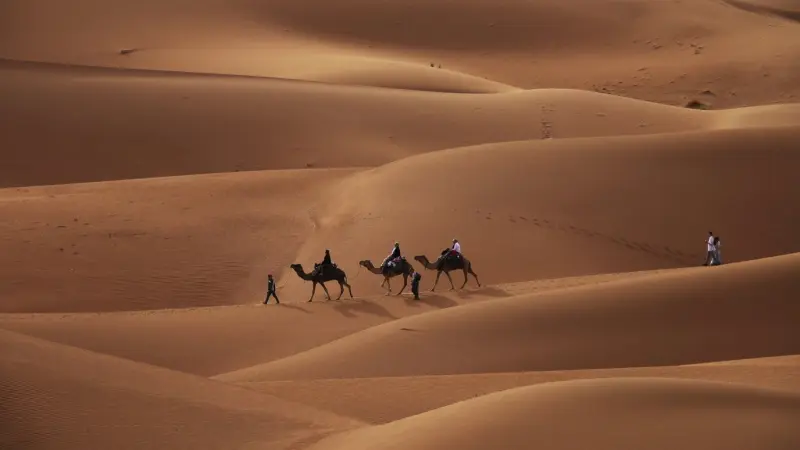 البديل الجديد للألبان.. حليب الإبل يعزّز المناعة